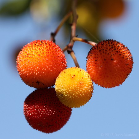 Arbousier, Sardaigne